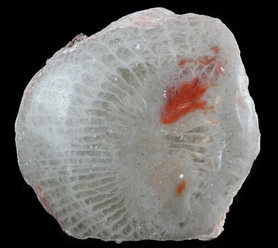 Pennsylvanian Aged Red Agatized Horn Coral - Utah #46722